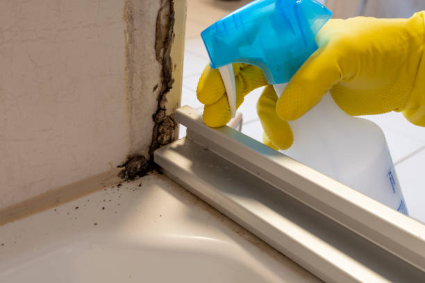 Why You Should Choose Our Mold Remediation Services in (206) 803-13630